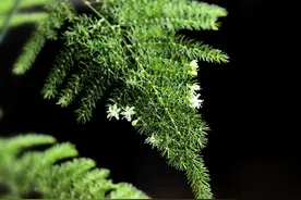 5种植物从不开花，见它开花就像“中彩票”，进来看看你见过几个图片