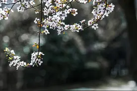 红叶李：低调地传递春色图片