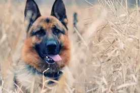 东德牧羊犬和西德牧羊犬哪个贵？这些城市取消禁养德牧了图片
