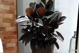 橡皮树的养殖方法和注意事项，总结5个要点，叶片肥厚长成大树图片