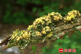 新宁：珍稀植物合欢盆距兰娇艳盛放图片