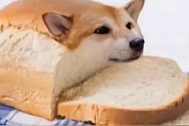 「梗知识」—“狗面包”、“狗香肠”是什么梗？图片