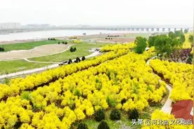 石家庄滹沱河畔花海美景惹人醉图片