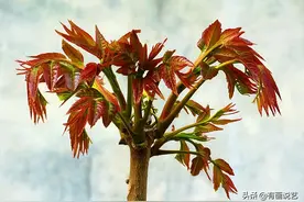 老话说“香椿高过屋，一年一场哭”，有道理吗图片