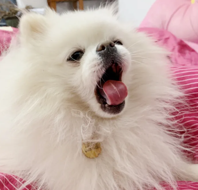 "小狐狸"博美原来这么可怕,难怪养的人越来越少