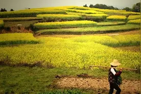 农村集体土地被征收后，土地补偿费如何分配？听法官怎么说……图片