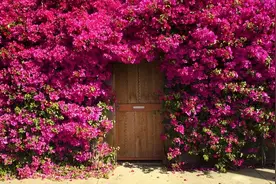 地栽三角梅这样养，开出一片花海！是哪些技巧呢，一起看看吧图片