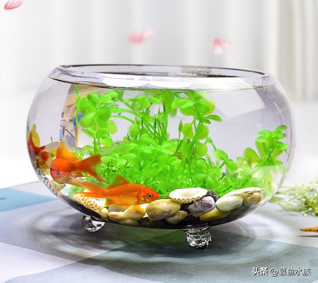 新手养鱼选鱼缸如何避免踩坑,看完这三点再去买鱼缸准没错