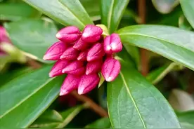 医生都偷偷在家养的5种花！吸甲醛杀菌样样行，第3种泡水喝很好图片