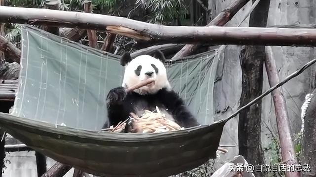 熊猫：真实存在的上古恐惧，为什么只有人类觉得大熊猫很可爱？