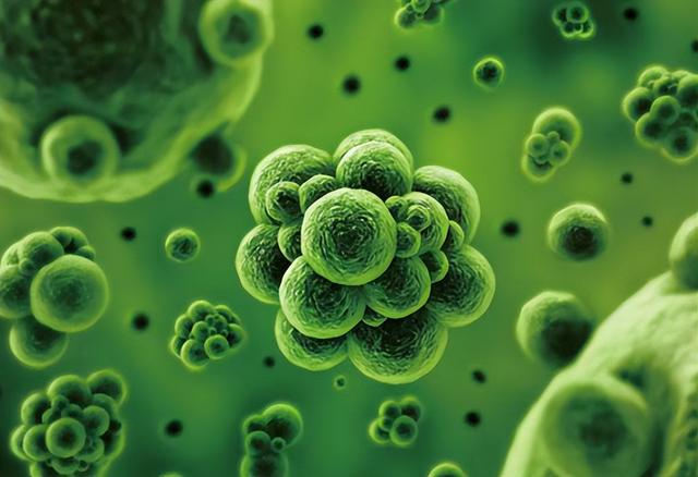 米鱼胶有长高的作用吗 2026年米鱼胶有长高的作用吗百度百科