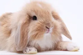 垂耳兔图片