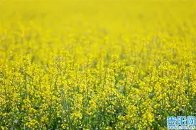 【图集】花溪十里河滩油菜花开美如画图片