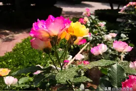 孙老夫子八十生日祝贺诗词八首图片