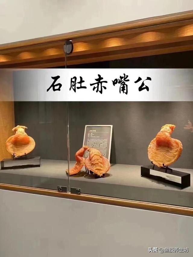 花胶 澳洲 2026年澳洲花胶液有什么好处