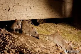 六十年代弹弓王粮库夜斗巨鼠王图片