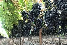 蓝宝石葡萄爆火市场，不仅因为好吃好养活，这些诀窍缺一不可图片