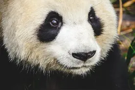熊猫作为吉祥物的寓意和象征是什么？图片