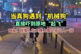 当真狗遇到“机械狗”，直接吓到原地“起飞”图片
