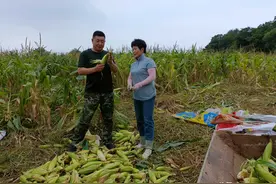 ​爱心凝聚磅礴力，关键时刻显身手，长春净月玉潭镇友好村的鲜糯玉米全卖完了图片