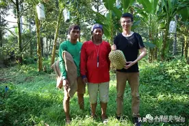 我在泰国开榴莲工厂：亲身经历为你揭开泰国榴莲圈的内幕图片