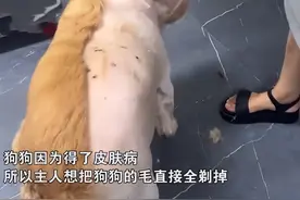 金毛感染皮肤病后，主人剃光汪半边毛发：怕是要找不到对象了图片