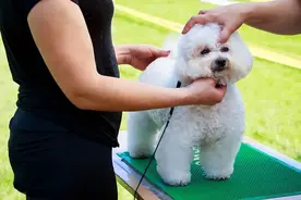 养比熊久了才懂，你摸它的头，它是这样认为的图片