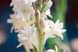 5种“香水花”，开花香味浓，养护难度也不大，适合新手养图片