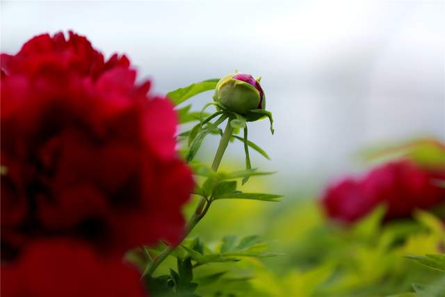 中国洛阳牡丹文化节每日花情专题播报之一含苞欲放