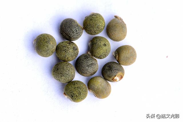 咖啡黄葵花可赏,果可食