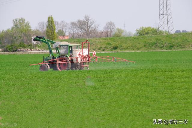农民用豆腐渣自制腐殖酸水溶肥，肥效胜过磷酸二氢钾
