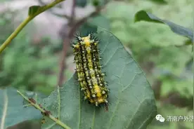 户外毒虫之-“洋辣子”图片