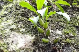 长在石头缝里，人称“石橄榄”，如今拔1棵少1棵，遇见请珍惜图片