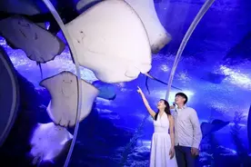 【海底之约，浪漫开启】518、519、520一起纵情青岛海底世界，更有超多福利等着你！图片