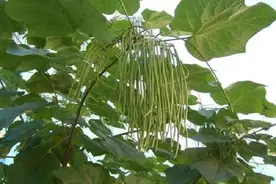 梓树有多少人能叫出这个树名字图片