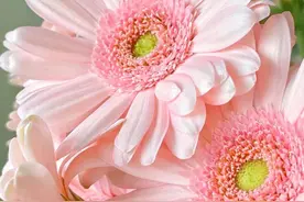 每日一花 | 静香非洲菊，哆啦A梦的唯一女主~vol.48图片