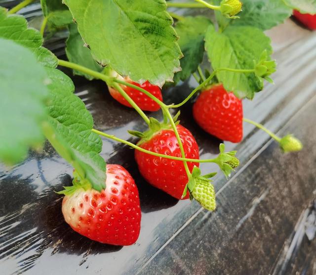 细说植物的五大内源激素（完整版）