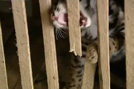 四川大爷荒山中捡到怪猫，家中猫狗都害怕，养的鸭子更是离奇惨死图片