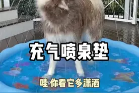 狗子夏天怕热，整张喷泉垫给它降温，看表情就知道有多爽！#喷水垫 视频封面