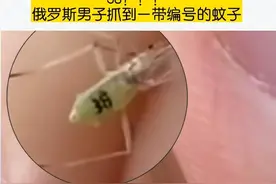 改造蚊子！科学家培育出新型蚊子，3大理由说明蚊子不能灭图片