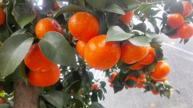 鏌戞鐣欐爲淇濋矞鍗栭珮浠凤紵鍝佺瑕佹眰銆佸噯澶囧伐浣滐紝浣犻兘鐭ラ亾鍚楋紵椹檸涓嶅緱