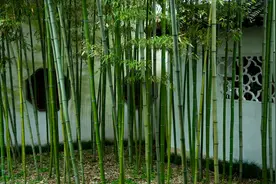 门前不栽竹，房后不种树！老祖宗的话，不是迷信，是过来人的经验图片