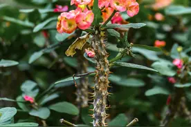 虎刺梅有什么特性，怎样栽培？图片