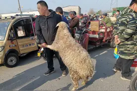 羊有三怕，掌握了才能把羊养好，新手养羊必知图片