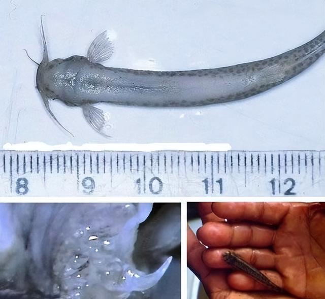 亚马逊牙签鱼袭击人下体,男女都不放过!顺着尿道侵入人体