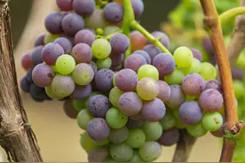 当葡萄成熟时，阳光都是甜的图片