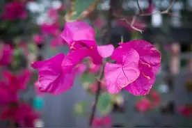 真心爱过的人，永远在心里，一起走过的岁月，永远难忘记，好想你图片