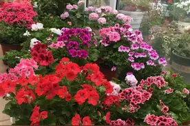 6种“四季花”，晒太阳“狂开花”，光照差，养了也白瞎图片