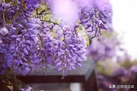 屋种3种紫花“吉祥树”，紫气东来家定旺，快来看看是哪种？图片