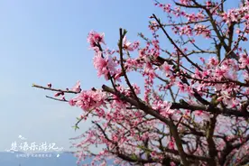 浙江这里的桃花开了，人面桃花相映红，美成宁波网红景点，免费玩图片